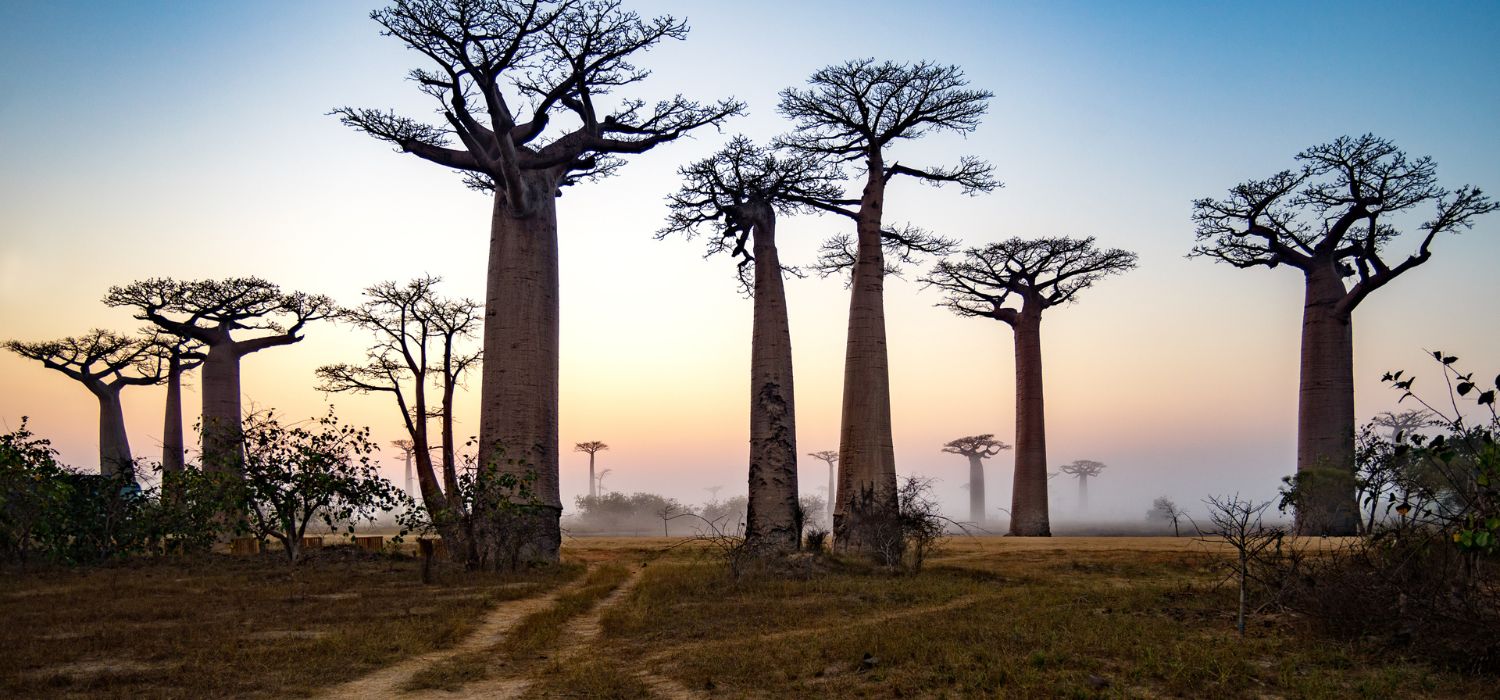 Baobab-Allee, Madagaskar