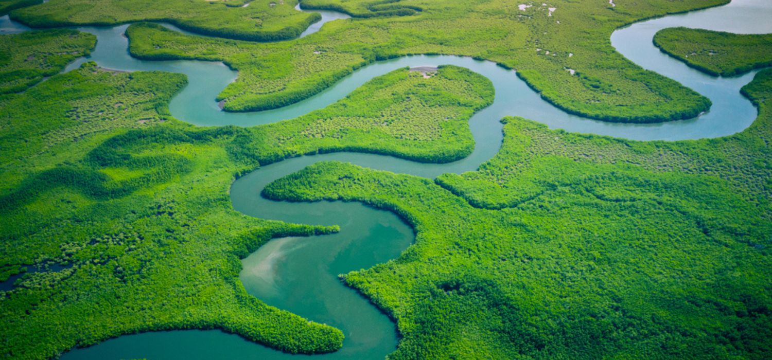 Mangrovenwald, Gambia